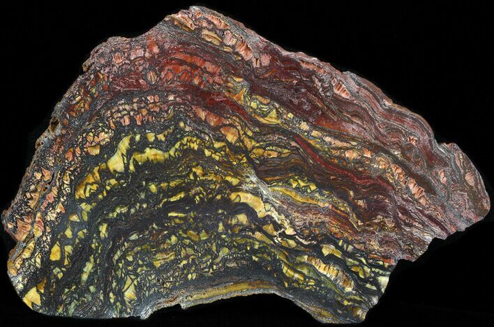 Polished Tiger Iron Stromatolite - ( Billion Years) #42608